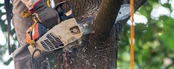 Best Tree Disease Treatment  in Wheatley Heights, NY