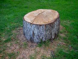 Best Tree Risk Assessment  in Wheatley Heights, NY