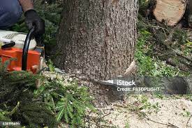 Best Stump Grinding and Removal  in Wheatley Heights, NY