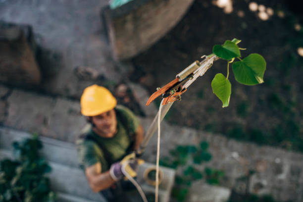 Best Tree Trimming and Pruning  in Wheatley Heights, NY