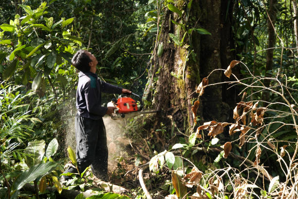 Best Storm Damage Tree Cleanup  in Wheatley Heights, NY