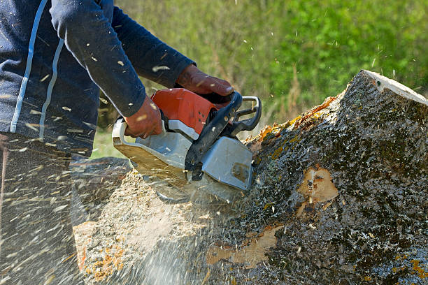 How Our Tree Care Process Works  in  Wheatley Heights, NY