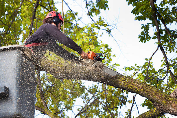 Best Tree Mulching  in Wheatley Heights, NY